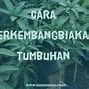 Tumbuhan Yang Berkembang Biak Dengan Stolon Geragih